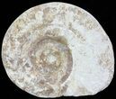 Cut and Polished Lower Jurassic Ammonite - England #62566-1